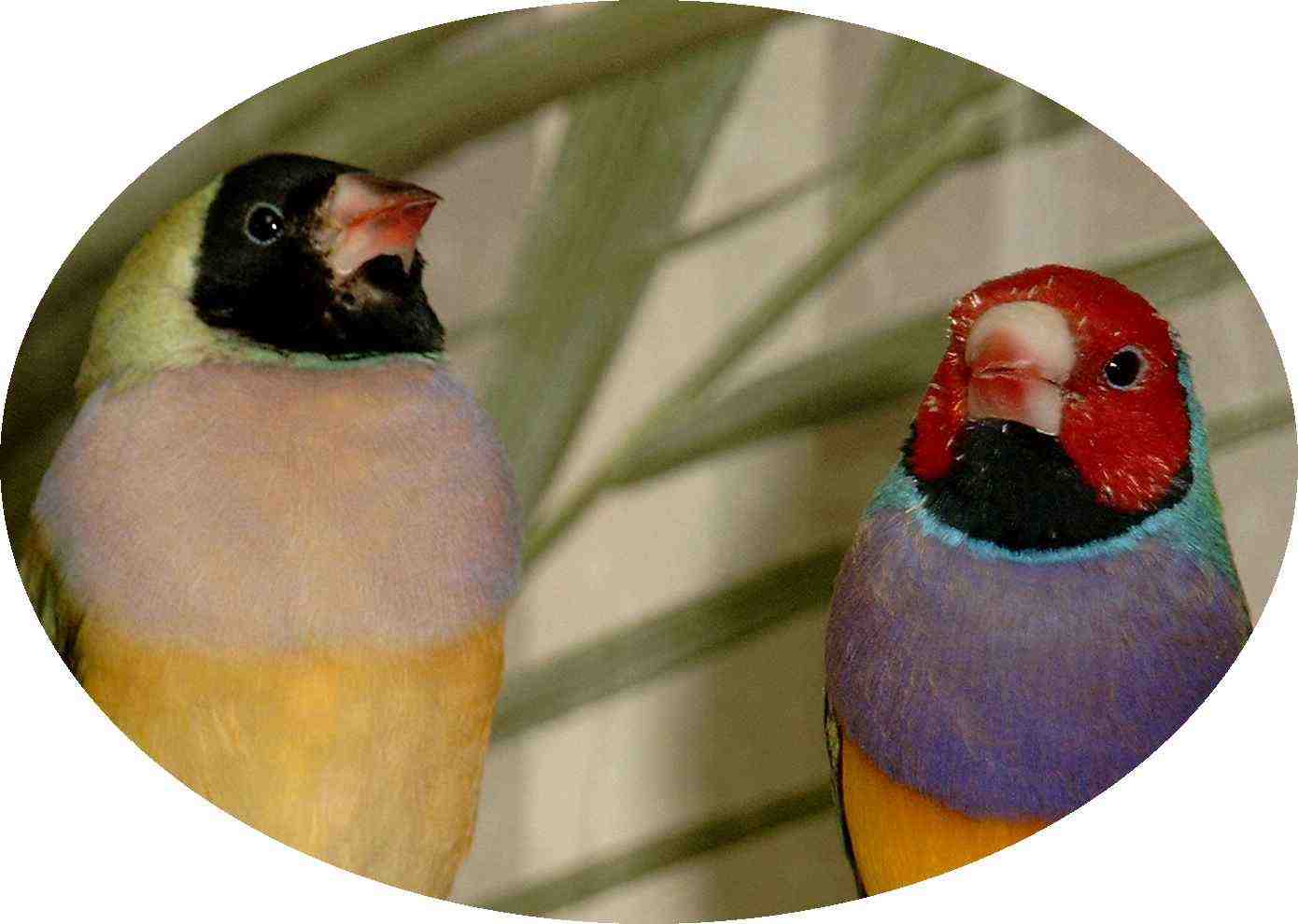 Steckbrief Seite2 Gouldamadine